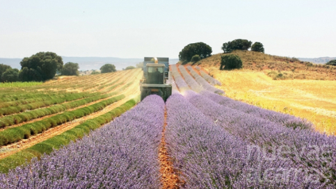 Almadrones Y Cifuentes Acogen Jornadas Sobre El Cultivo De Lavanda En