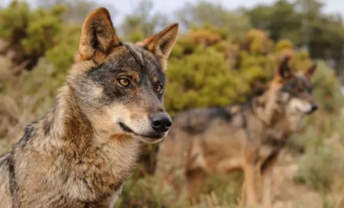 Guadalajara concentra las únicas cuatro manadas de lobo de Castilla-La Mancha