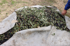 UPA valora la nueva norma del aceite, aunque no se aplicará esta campaña