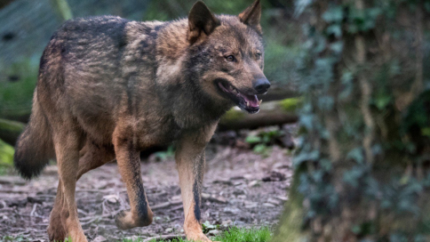 Guadalajara busca equilibrio entre ganadería y lobos ante su fragilidad genética
