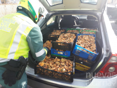 Sorprendido saltándose la limitación de movilidad y con el permiso de conducir suspendido... por recoger setas