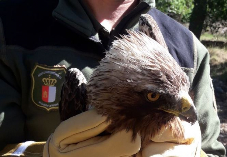 Los Agentes Medioambientales han rescatado en Fuentelencina un águila con  un ala rota | NuevaAlcarria - Guadalajara