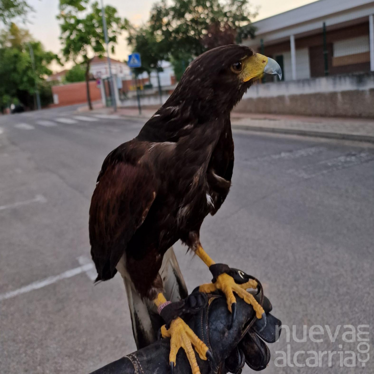 Águilas y halcones para combatir a las palomas en Cabanillas |  NuevaAlcarria - Guadalajara