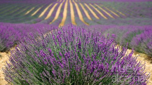 El estudio sobre la lavanda en la comarca de FADETA pone en valor el impacto socioeconómico de un cultivo que representa el 20% de la producción en toda España