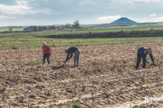 RECTA FINAL: El espárrago verde de Guadalajara, Indicación Geográfica Protegida (IGP)