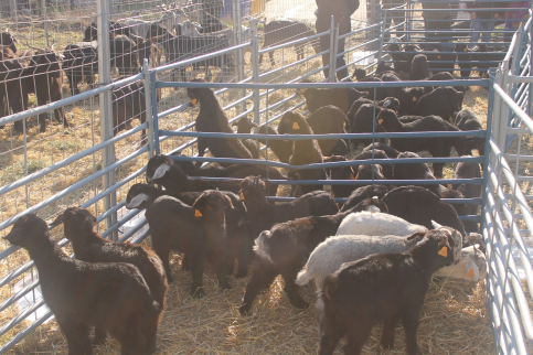 Agricultura amplía a 17,1 millones las ayudas a proyectos de inversión y aumenta el plazo de presentación de solicitudes