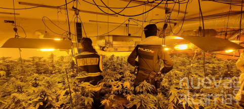 Desmantelan dos cultivos 'indoor' en Galápagos y El Casar con 1.261 plantas de marihuana