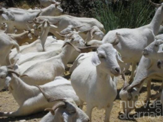 Incluyen los rebaños de ganado caprino de la región dentro del Programa Nacional de Erradicación de Tuberculosis Bovina