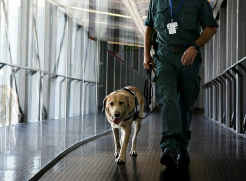DESMONTA LAS FALSEDADES: ¿Qué hace la Guardia Civil con sus perros?