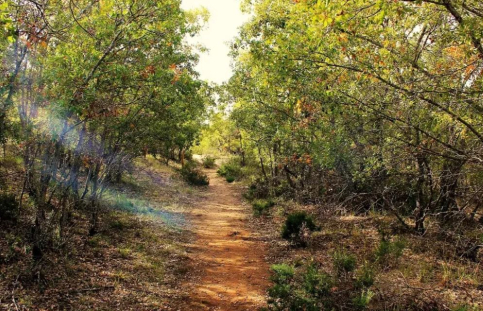 C-LM organiza actividades de educación ambiental por el Día Internacional de los Bosques