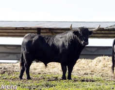 Los toros de Yerbabuena para el concurso de recortadores de Guadalajara, en fotos