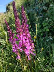 Orquídeas silvestres: las bellas desconocidas