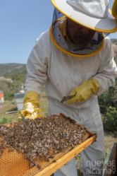 La Junta destina un millón de euros a mejorar la producción y comercialización de los productos de la apicultura