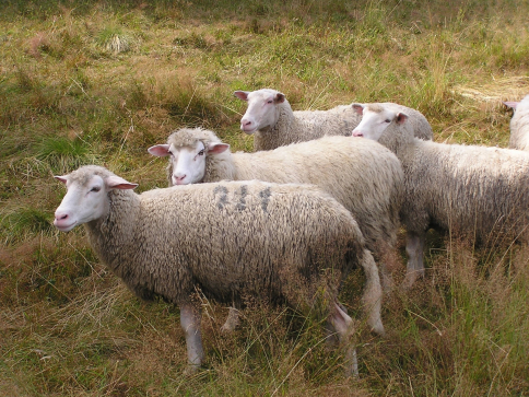 El próximo martes se levantarán las restricciones de movimiento por la viruela ovina