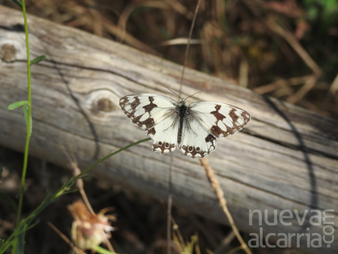 ¿Lo sabías? La provincia de Guadalajara cuenta con 157 tipos de mariposas