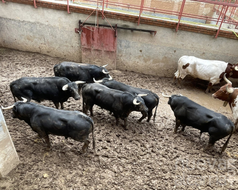 Los toros de la corrida de rejones suspendida en Guadalajara tendrán que ser sacrificados