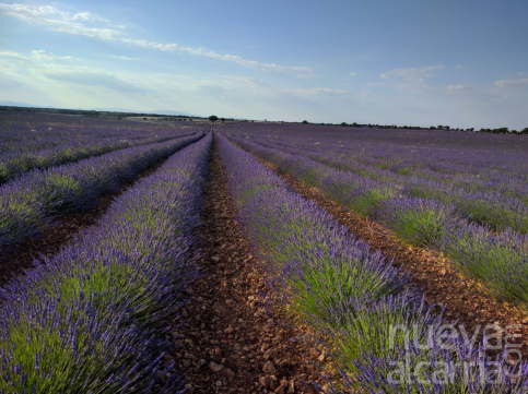 El Ayuntamiento de Brihuega quiere poner en valor y proteger, junto a FADETA, su patrimonio natural más preciado: la lavanda y el paisaje de la Alcarria