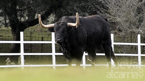 Este es el impresionante toro con el que la Peñalba celebrará sus 20 años en Chiloeches