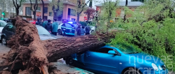 La fuerza del viento arranca un árbol y destroza varios vehículos frente al colegio Salesianos