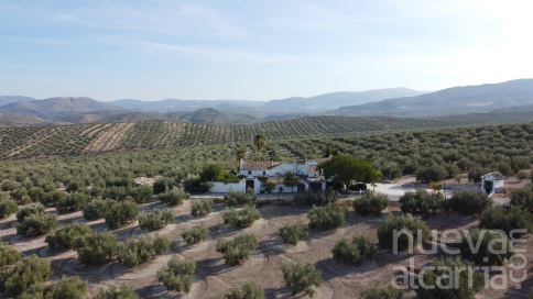 Ver olivos, una nueva forma de turismo cada vez más provechosa para La Alcarria