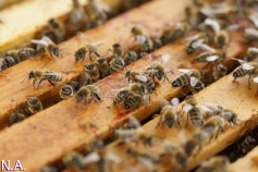 El Gobierno de Castilla-La Mancha convoca las ayudas para la mejora de las condiciones de producción y comercialización de la miel 
