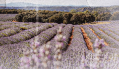 Estreno en Madrid del documental sobre el impacto de la lavanda en Brihuega y su comarca