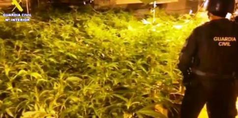 Diez detenidos e incautadas casi 10.000 plantas de marihuana en Madrid, Segovia y Guadalajara