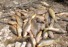 La Junta sopesa sancionar a la CHT por la mortandad masiva de peces en Entrepeñas-Buendía