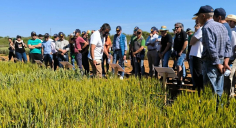 Marchamalo, referente en la investigación cerealista en Castilla-la Mancha con 86 variedades testadas en 2024