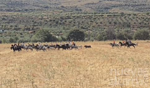 Chiloeches: identidad y tradición en la recuperación de un traslado de bravo