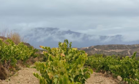 Las 10 claves de las ayudas para modernizar viñedos