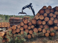 Varios pueblos de Guadalajara crean una mancomunidad forestal para la gestión de 9.200 hectáreas de monte público