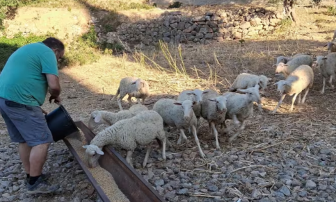 La Junta impulsa en la provincia las ‘ovejas bomberas’ para prevenir incendios