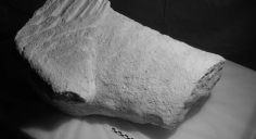 National Geographic lleva al mundo el hallazgo de la esfinge romana de Guadalajara