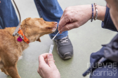 Marchamalo instaura un nuevo Censo Génetico Canino