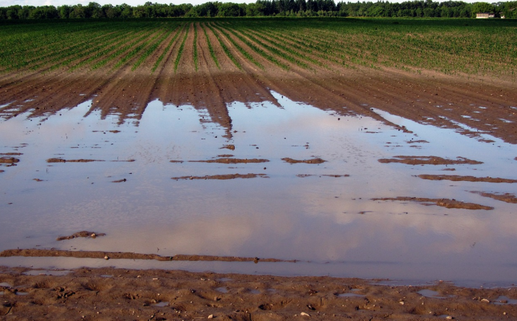 Las 13 borrascas que ha soportado el campo y que han provocado la pérdida de 2.000 hectáreas de maíz