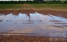 ASAJA reclama ayudas urgentes por los daños de las borrascas en parcelas de Guadalajara, sobre todo en las vegas del Henares y el Bornova