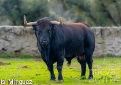 “La Peñalba” refuerza su tradición con un toro de Daniel Ruiz para las fiestas de San Marcos