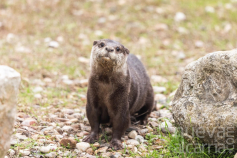 El zoo de Guadalajara cuenta ya con una nueva nutria y un concurso infantil elegirá su nombre