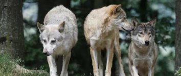 La Junta ha destinado más de 378.593 euros en los últimos 5 años para ayudas a paliar los daños por lobos