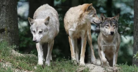 La Junta ha destinado más de 378.593 euros en los últimos 5 años para ayudas a paliar los daños por lobos