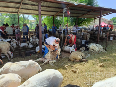 La Diputación convoca ayudas para organizar ferias tradicionales que den visibilidad al sector primario