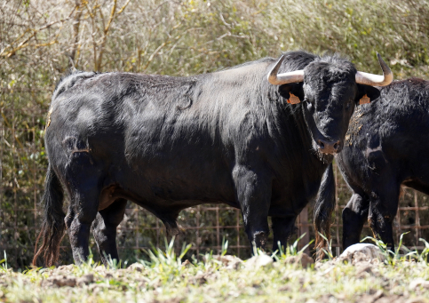 Estos son los imponentes toros para el 18 de abril en El Casar (fotos)