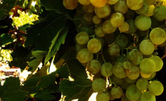 Rutas del vino en Castilla-La Mancha  como un viaje sensorial que trasciende la copa