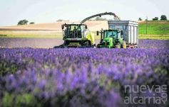 Alcarria Flora refuerza  su presencia internacional  en el mercado de aceites  esenciales 100% puros  y naturales