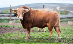Un espectacular toro para el quinto aniversario de la Asociación Taurina de Mondéjar