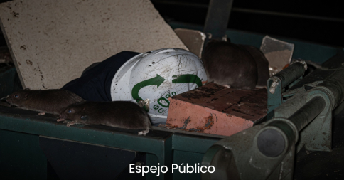 Los vecinos de Guadalajara denuncian una plaga de ratas, en ocasiones agresivas