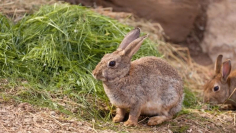 Asaja alerta de que la sobrepoblación de conejos ya no es solo un problema del campo