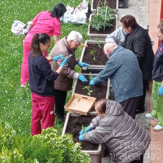 Arranca la cuarta temporada del huerto del Centro de Mayores en Cabanillas