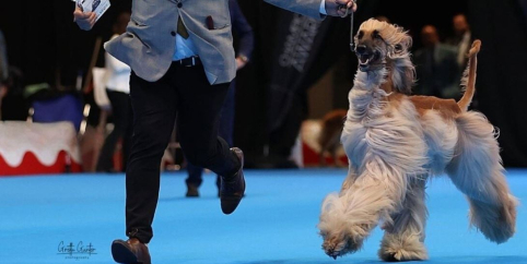 La moda de la belleza perruna conquista Guadalajara